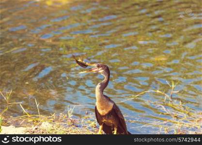Cormorant in Florida