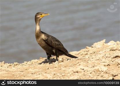 Cormorant on the seashore 