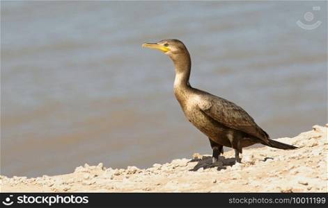 Cormorant perched on a rock near the coast 