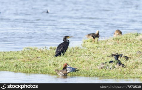 Cormorant, Phalacrocarax resting by the Llobregat delta wetlands