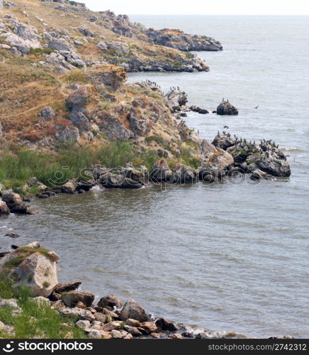 Cormorant population on Kazantip cape (Crimea, Ukraine). Two shots composite picture.