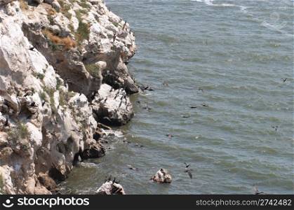 Cormorant population on Kazantip cape (Krimea, Ukraine)