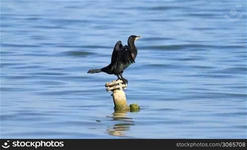 Cormorant resting