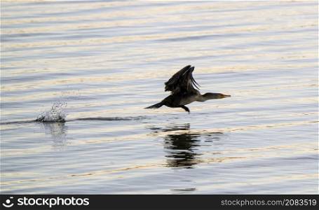Cormorants at lake in Saskatchewan Canada prairie wildlife