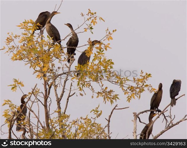 Cormorants in tree Saskatchewan fall autumn Canada