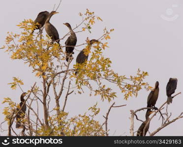 Cormorants in tree Saskatchewan fall autumn Canada