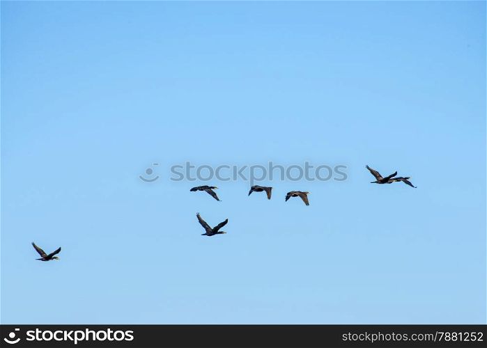 Cormorants on the sky