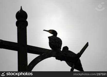Cormorants resting on an abandoned lamp post