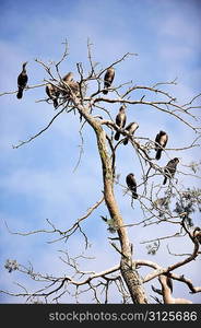 Cormorants roosting on a branch of a dead tree on background evening sky