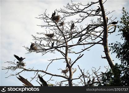 Cormorants roosting on a branch of a dead tree on background evening sky