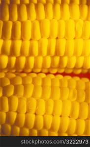 Corn Close-Up