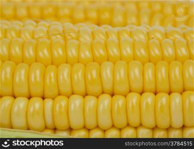 corn cob closeup