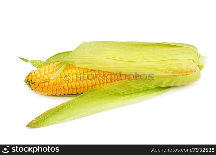 Corn cob isolated on white background