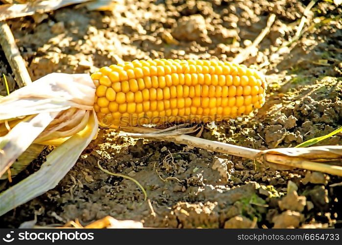 corn cob on harvested field in autumn