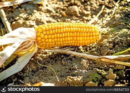 corn cob on harvested field in autumn