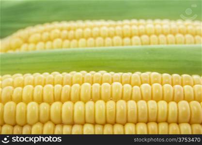 Corn. corn cob between green leaves .