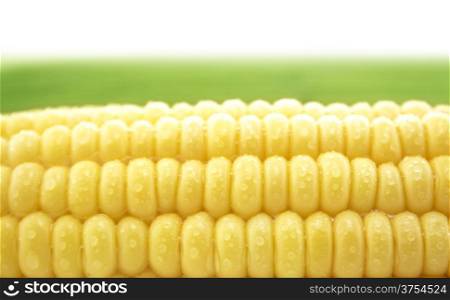 Corn. corn cob between green leaves .