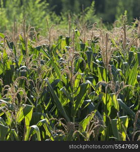 Corn crop in field, Dunhuang, Jiuquan, Gansu Province, China