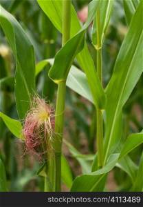 Corn crops in summer