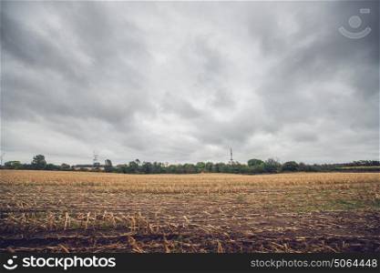 Corn crops on a field in the fall in cloudy weather