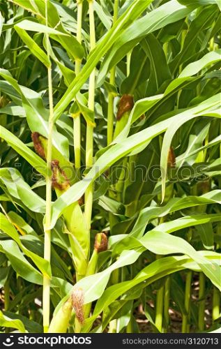 Corn ears on the stalk in a agriculturial field in northeastern Colorado, USA