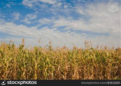 corn field against the blue sky with clouds. corn field and sky