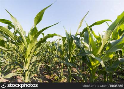 corn field agriculture concept. High resolution photo. corn field agriculture concept. High quality photo