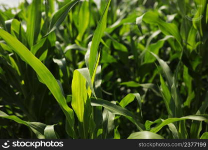 Corn field agriculture. Green nature. Rural farm land in summer. Plant growth. Farming scene. Outdoor landscape. Organic leaf. Crop season. Corn field agriculture. Green nature. Rural farm land in summer. Plant growth. Farming scene. Outdoor landscape. Organic leaf. Crop season.