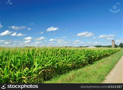 corn field and a blue sky