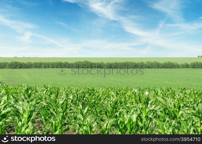 corn field and beautiful sky