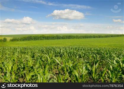 corn field and beautiful sky