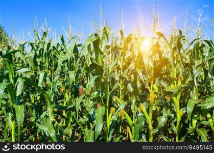 Corn field and beautiful sunset.