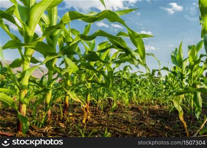 corn field and blue sky background