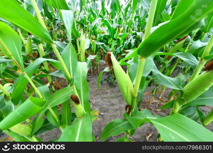 Corn field and blue sky in Crimea