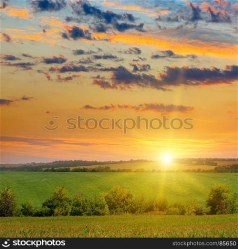corn field and sun rise on blue sky