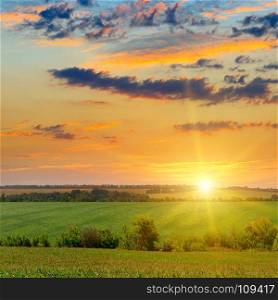 Corn field and sun rise on blue sky. Agricultural landscape.