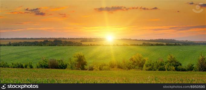 corn field and sun rise on blue sky. Wide photo.