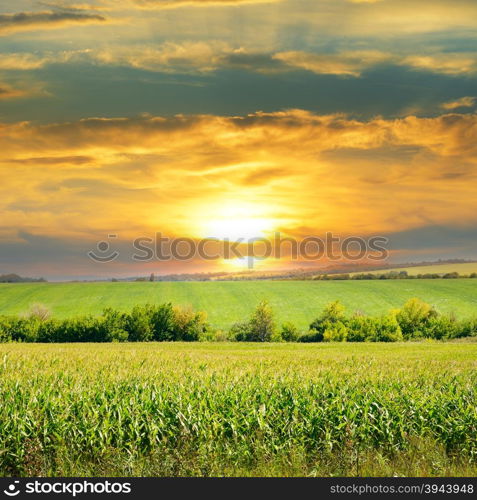 corn field and sunrise on blue sky