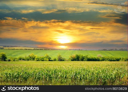 corn field and sunrise on blue sky