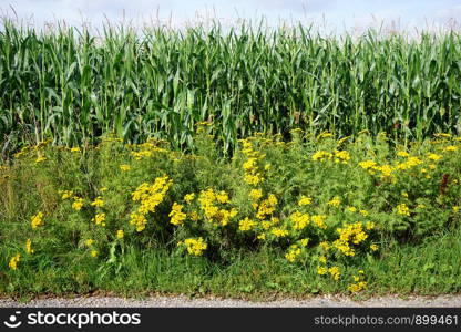 Corn field and yellow fowers in Denmark