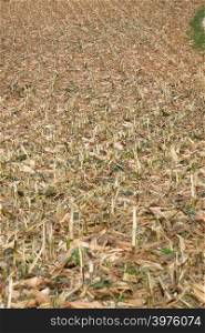 Corn field at autumn
