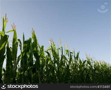 Corn field at summer