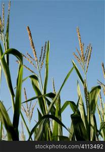 Corn field at summer