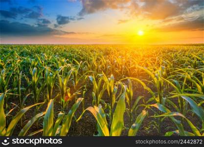 Corn field at sunset with a bright sun. Corn field at sunset with bright sun