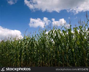 Corn field at the end of summer