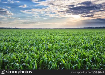 Corn field at the sunset. Corn field at sunset