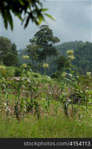 Corn field, Chiang Dao, Chiang Mai Province, Thailand