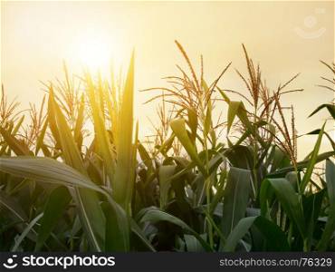 Corn field have flowers crane in morning sun light.
