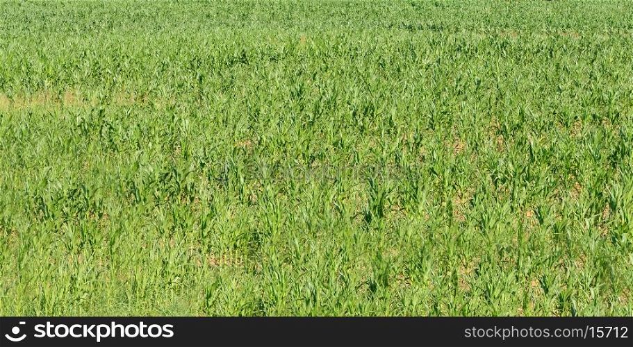 Corn field in nature