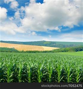 Corn field in picturesque hills and white clouds in the blue sky.